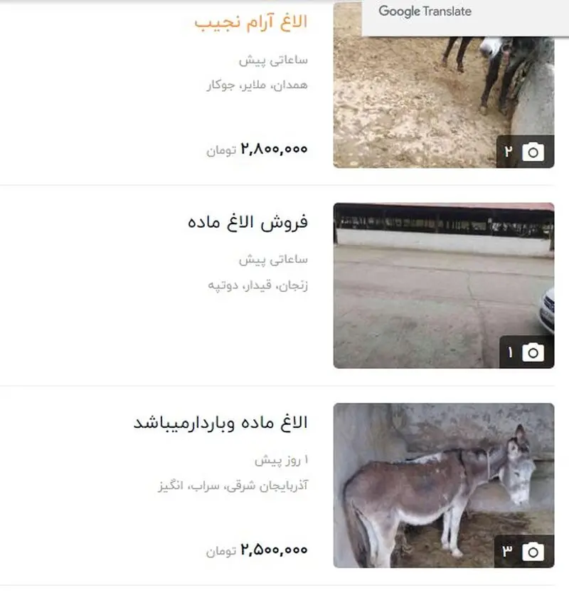 قیمت الاغ میلیونی شد