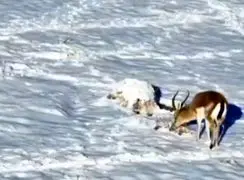 فیلم روز برفی آهوان در پارک ملی قمیشلو اصفهان