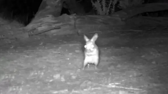 جولان موش منقرض‌ شده جلوی دوربین + عکس