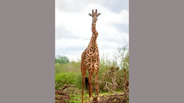 زرافه ای با گردن شکسته در کنیا + عکس