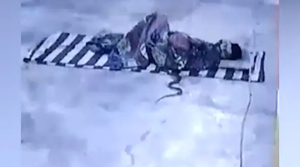 حمله برق آسا مار کبری به مرد هندی در خواب + فیلم