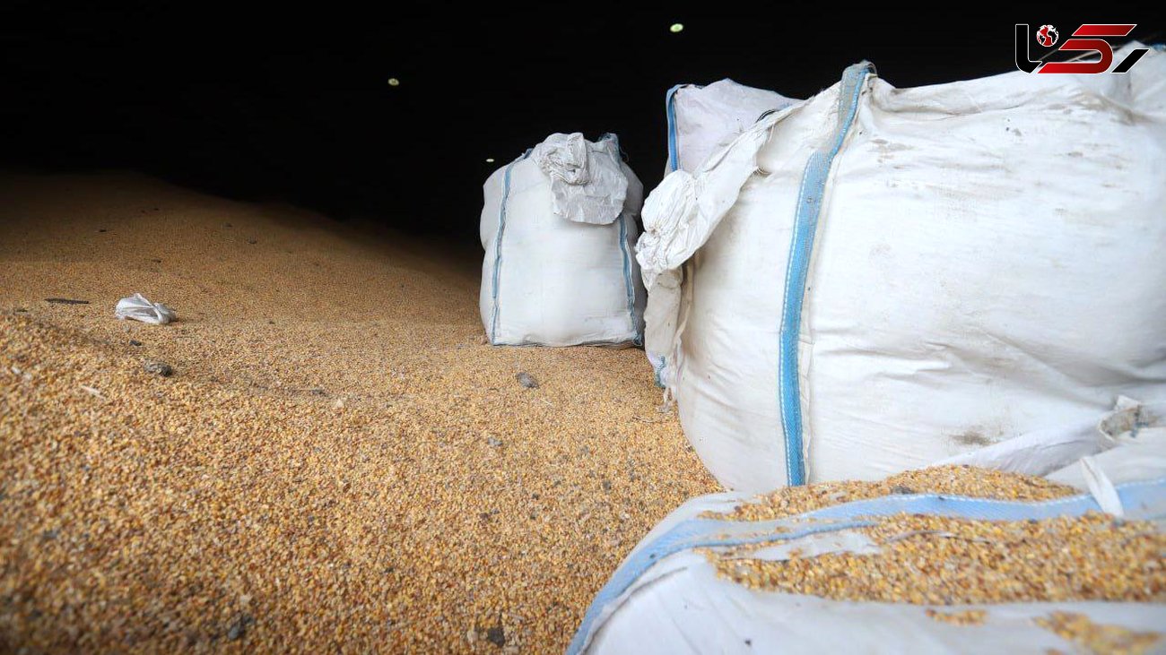  یک محموله ۶ هزاری تنی گندم از بندر امیرآباد آماده ترخیص شد