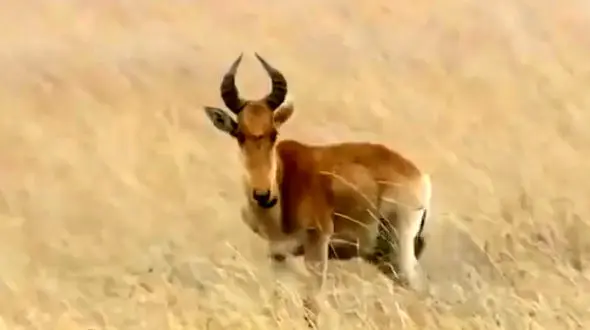 شکار آهو توسط گله شیرها+فیلم