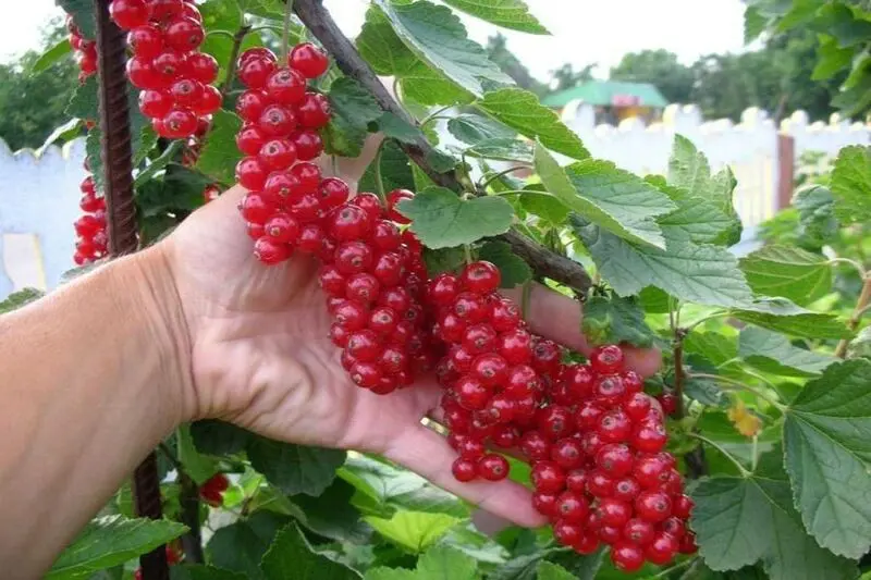 انگور فرنگی