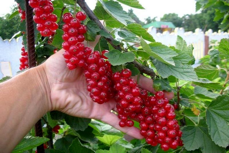 انگور فرنگی