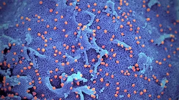 کرونا جان یک مسافر تهرانی را در تنکابن گرفت