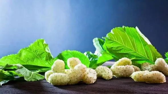 درمان کم خونی با توت سفید