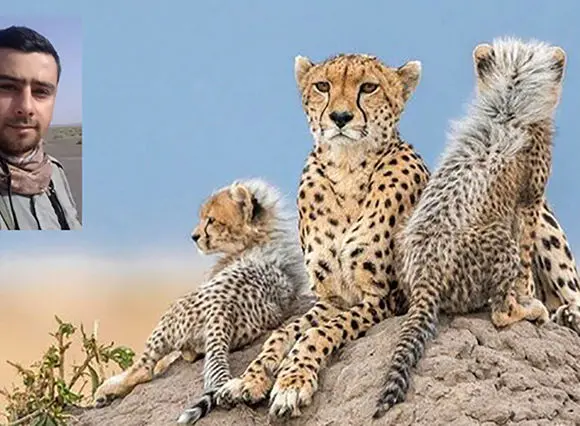 شناسایی یوزپلنگ ماده ای که با 4 توله اش در میاندشت دیده شد / «هلیا» با کد شناسایی TR-CH006-F + فیلم