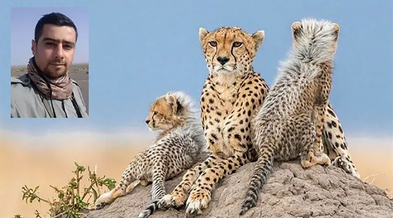 شناسایی یوزپلنگ ماده ای که با 4 توله اش در میاندشت دیده شد / «هلیا» با کد شناسایی TR-CH006-F + فیلم