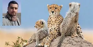 شناسایی یوزپلنگ ماده ای که با 4 توله اش در میاندشت دیده شد / «هلیا» با کد شناسایی TR-CH006-F + فیلم