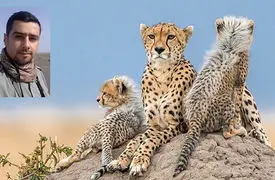 شناسایی یوزپلنگ ماده ای که با 4 توله اش در میاندشت دیده شد / «هلیا» با کد شناسایی TR-CH006-F + فیلم