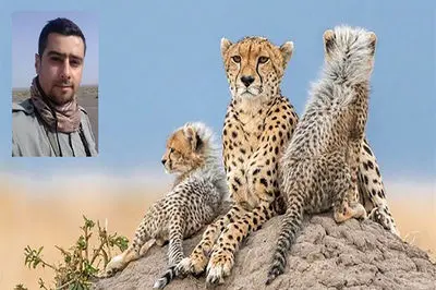 شناسایی یوزپلنگ ماده ای که با 4 توله اش در میاندشت دیده شد / «هلیا» با کد شناسایی TR-CH006-F + فیلم