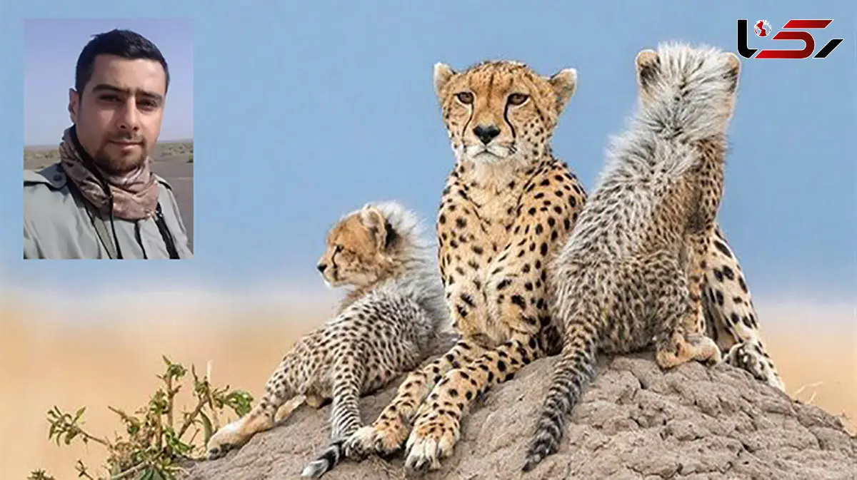 شناسایی یوزپلنگ ماده ای که با 4 توله اش در میاندشت دیده شد / «هلیا» با کد شناسایی TR-CH006-F + فیلم