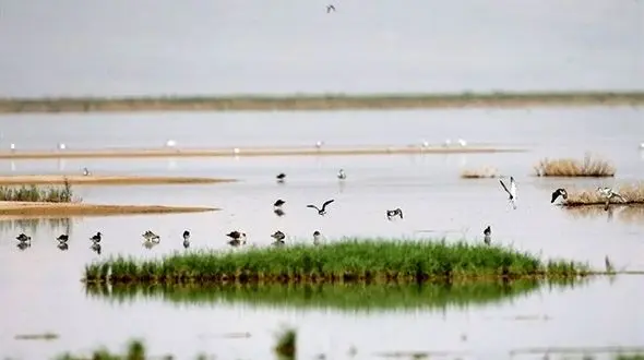 ورود سازمان بازرسی به مسائل زیست محیطی تالاب صالحیه
