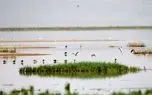 5 تالاب قم با عدم تامین حقآبه و آلودگی ها تهدید می شوند/ این استان مسیر پرندگان مهاجر است/ 100 هزار هکتار قم تالاب است