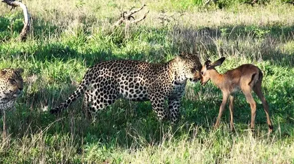 اعتماد توله آهو به پلنگ ! /پلنگ های جوان همبازی شان را خوردند ! +‌ 5 عکس دیدنی