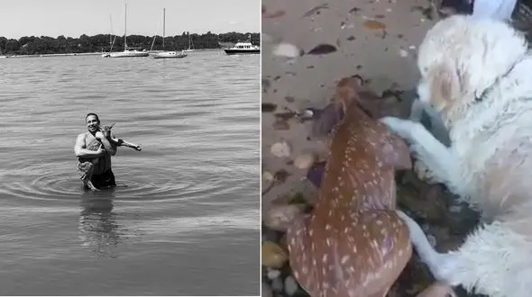 نجات بچه آهو از غرق شدن توسط سگ مهربان +فیلم