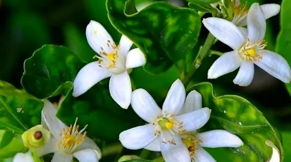 دیازپام طبیعی و خوشبو را بشناسید