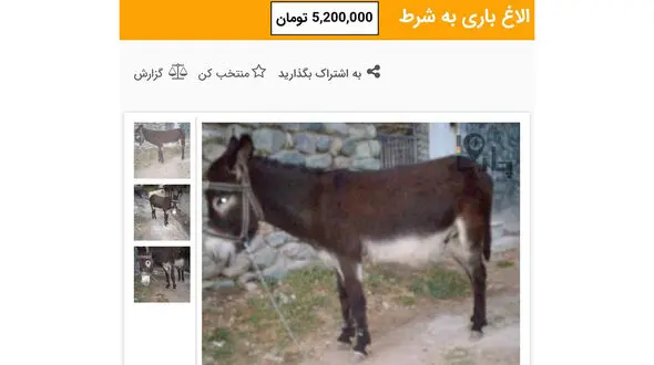قیمت الاغ به شرط ، 5 میلیون و 200 هزار تومان / انواع اسب در بازار چند؟
