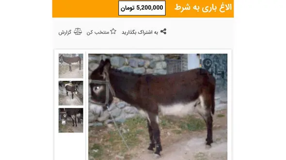 قیمت الاغ به شرط ، 5 میلیون و 200 هزار تومان / انواع اسب در بازار چند؟