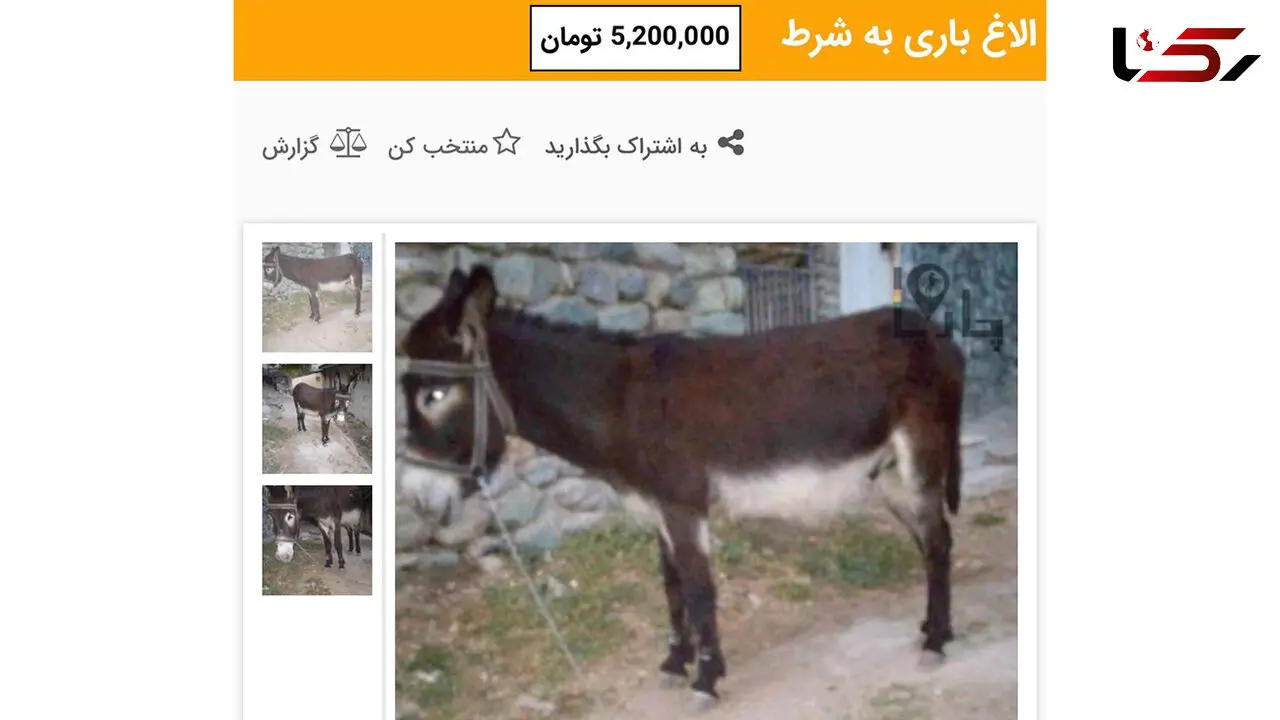 قیمت الاغ به شرط ، 5 میلیون و 200 هزار تومان / انواع اسب در بازار چند؟