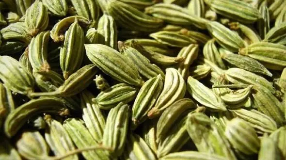 خواص زیره برای سلامتی