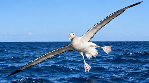 عکس ها / 5 پرنده با بزرگ ترین طول بال در جهان؛ بال هایی به طول بیش از 3 متر (+اینفوگرافیک)