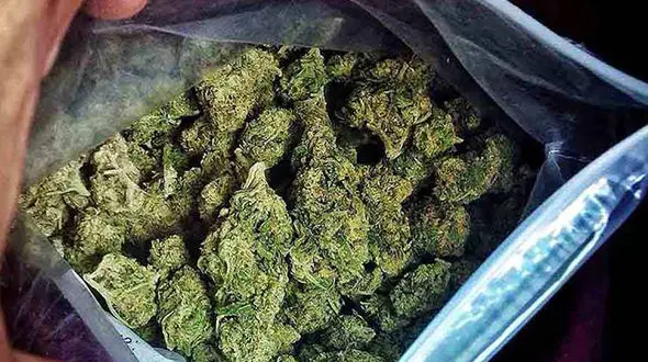 کشف 47 کیلوگرم گیاه مواد مخدر از نوع گراس دریکی ازشهرهای استان خوزستان