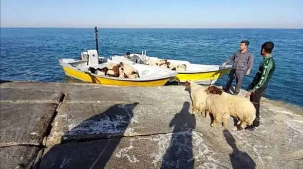 توقیف 3 فروند قایق حامل قاچاق دام زنده در آب های قشم