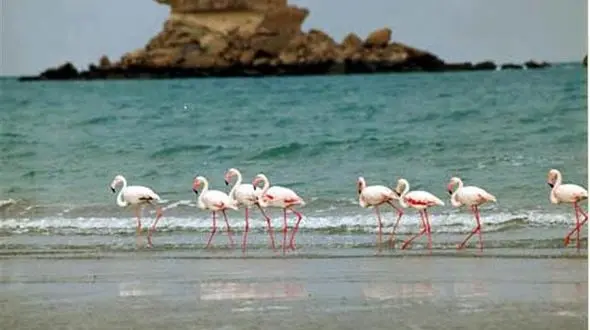 اسکله های گردشگری قشم تعطیل شد