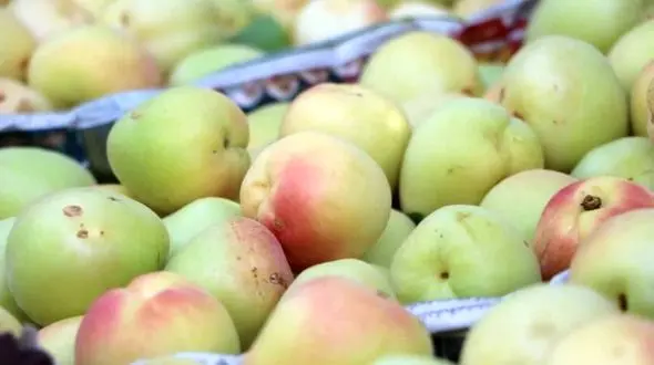 برداشت زردآلو در لرستان با ۳ برابر میانگین کشوری