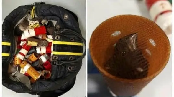 تلاش برای قاچاق پرندگان سهره با بیگودی مو