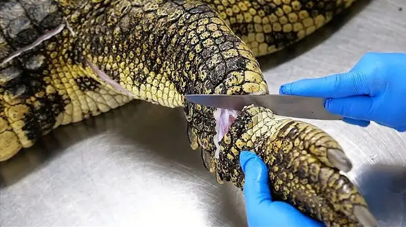 عجیب‌ ترین غذای خیابانی در تایلند؛ کباب کروکودیل بانکوک / فیلم