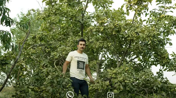 برداشت دلار سبز با کاشت گردو ژنوتیپ رویال