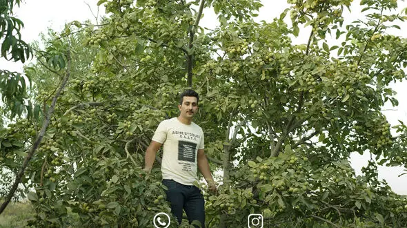 برداشت دلار سبز با کاشت گردو ژنوتیپ رویال