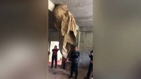 فیلم کندوی دو متری زنبور ها در یک ساختمان!