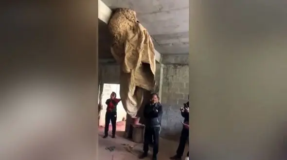 فیلم کندوی دو متری زنبور ها در یک ساختمان!