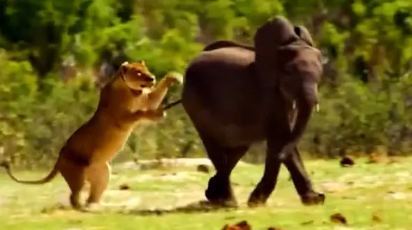 فیلم مستند زندگی شیرها و رفتارهای شکار و بچه داری