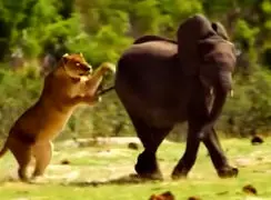 فیلم مستند زندگی شیرها و رفتارهای شکار و بچه داری