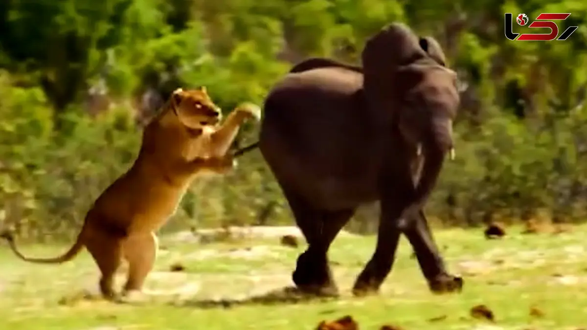 فیلم مستند زندگی شیرها و رفتارهای شکار و بچه داری