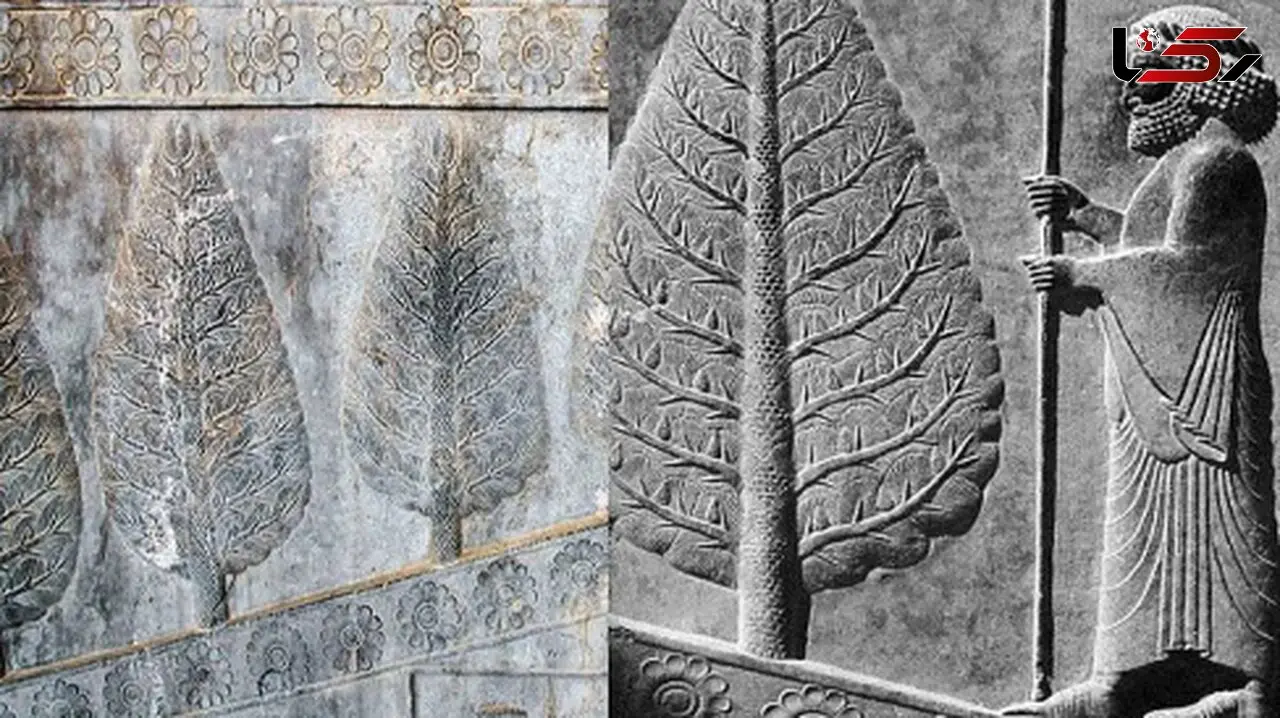 قصه آه سرو کاشمر؛ حقیقتی که دامن خلیفه عباسی را گرفت!
