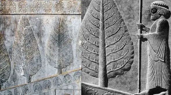 قصه آه سرو کاشمر؛ حقیقتی که دامن خلیفه عباسی را گرفت!