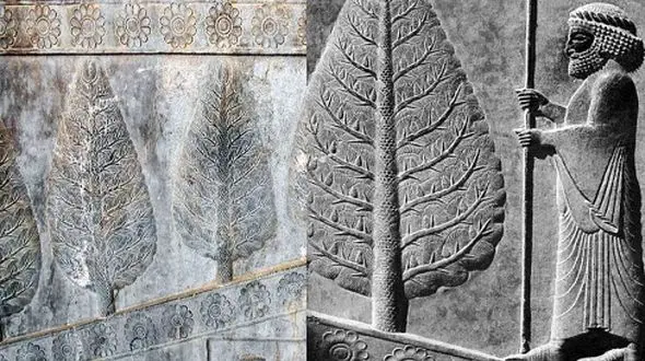 قصه آه سرو کاشمر؛ حقیقتی که دامن خلیفه عباسی را گرفت!