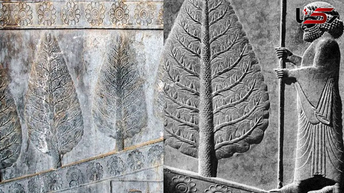 قصه آه سرو کاشمر؛ حقیقتی که دامن خلیفه عباسی را گرفت!