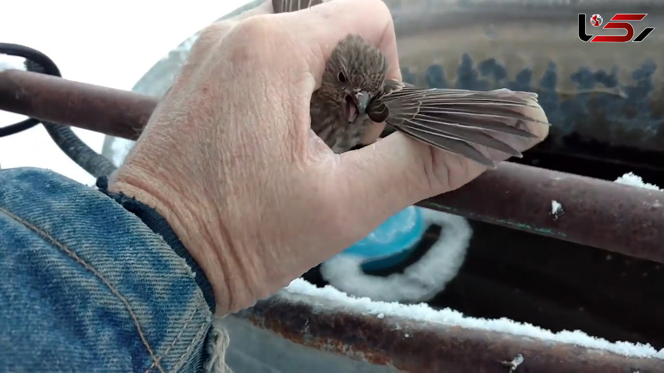 لحظه نجات پرنده کوچک از یخ زدن با دمیدن نفس گرم +فیلم