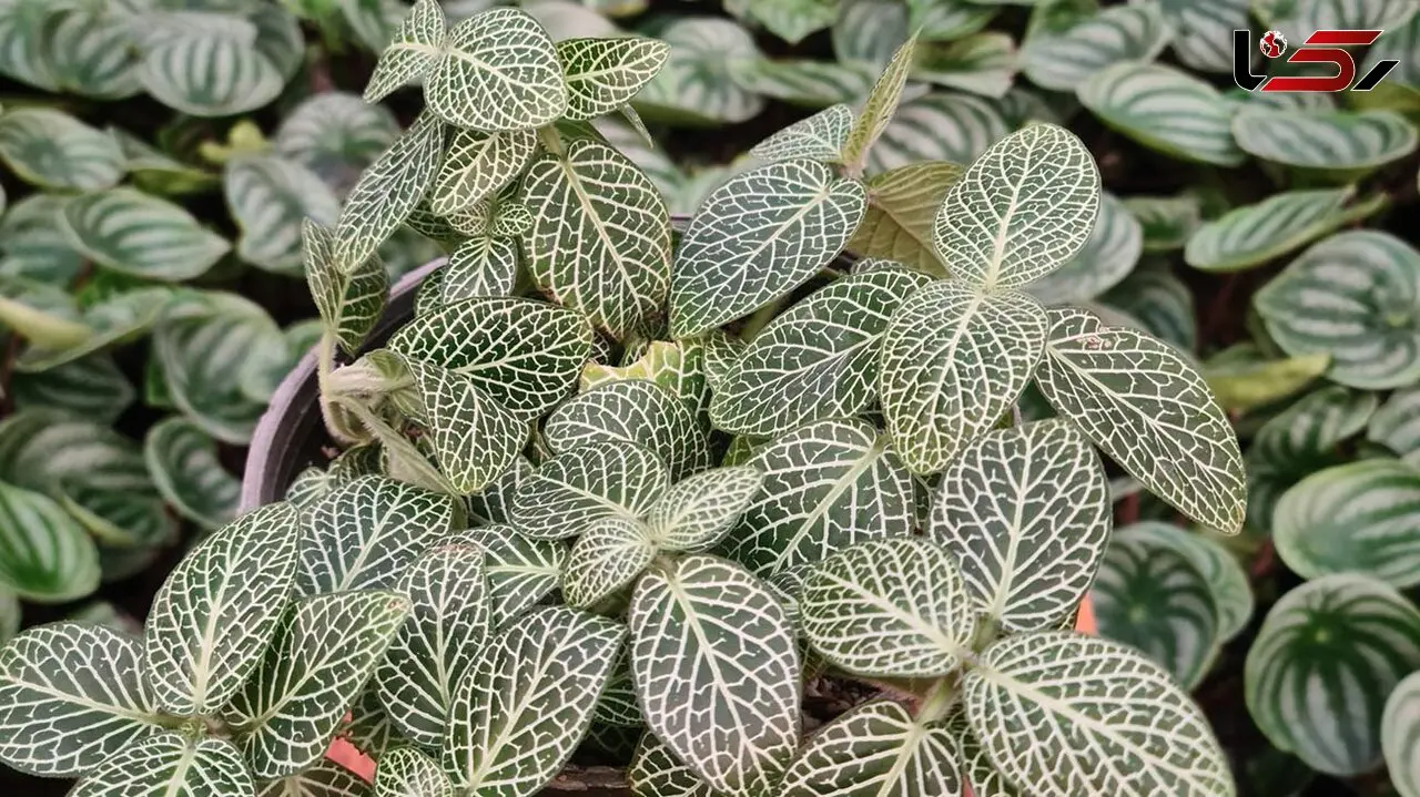 معرفی گیاهان مخصوص آشپزخانه برای عاشقان گل و گیاه