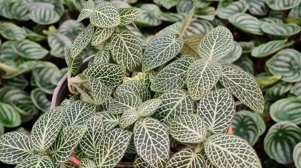 معرفی گیاهان مخصوص آشپزخانه برای عاشقان گل و گیاه