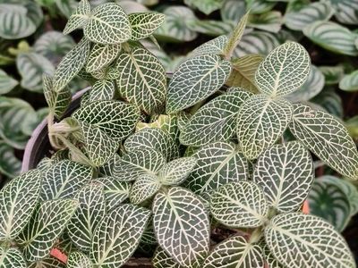 معرفی گیاهان مخصوص آشپزخانه برای عاشقان گل و گیاه