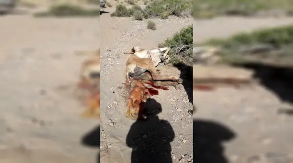 گور خر باردار این بار قربانی محیط زیستی ها شد / یزد