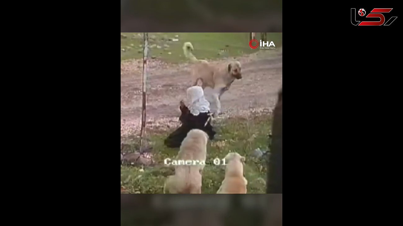 لحظه حمله سگ های ولگرد به یک پیرزن تنها + فیلم